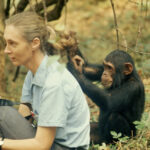 Jane Goodall as a young woman holding binoculars while observing wild chimpanzees in Gombe Stream National Park.