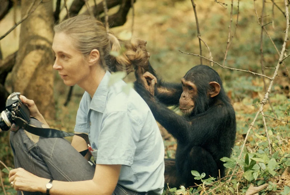 Jane Goodall as a young woman holding binoculars while observing wild chimpanzees in Gombe Stream National Park.